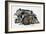 Sleeping Wild Boars or Wild Pigs (Sus Scrofa), Suidae, Drawing-null-Framed Giclee Print