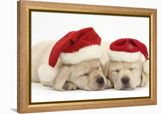 Sleeping Yellow Labrador Retriever Puppies, 8 Weeks, Wearing Father Christmas Hats-Mark Taylor-Framed Premier Image Canvas