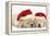 Sleeping Yellow Labrador Retriever Puppies, 8 Weeks, Wearing Father Christmas Hats-Mark Taylor-Framed Premier Image Canvas