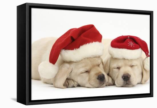 Sleeping Yellow Labrador Retriever Puppies, 8 Weeks, Wearing Father Christmas Hats-Mark Taylor-Framed Premier Image Canvas