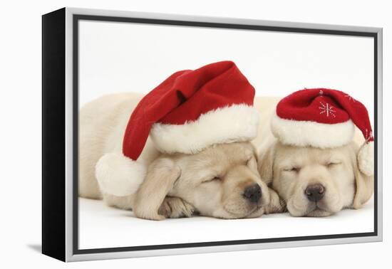 Sleeping Yellow Labrador Retriever Puppies, 8 Weeks, Wearing Father Christmas Hats-Mark Taylor-Framed Premier Image Canvas