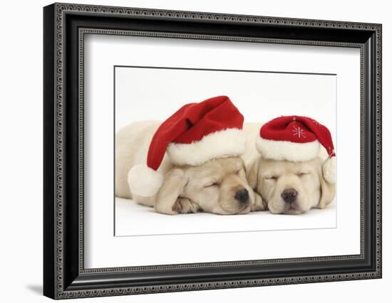 Sleeping Yellow Labrador Retriever Puppies, 8 Weeks, Wearing Father Christmas Hats-Mark Taylor-Framed Photographic Print