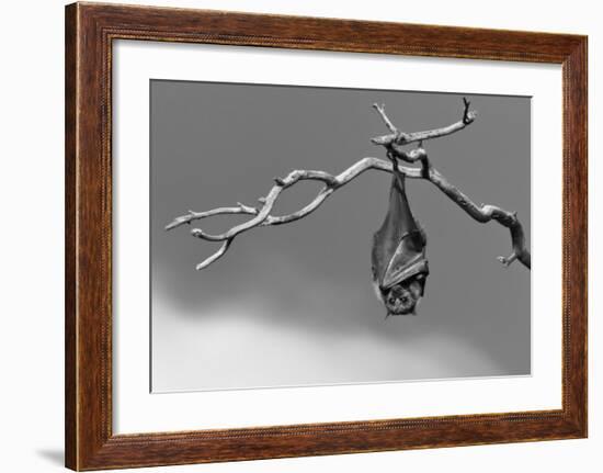 Sleepless-Tj Millar-Framed Giclee Print