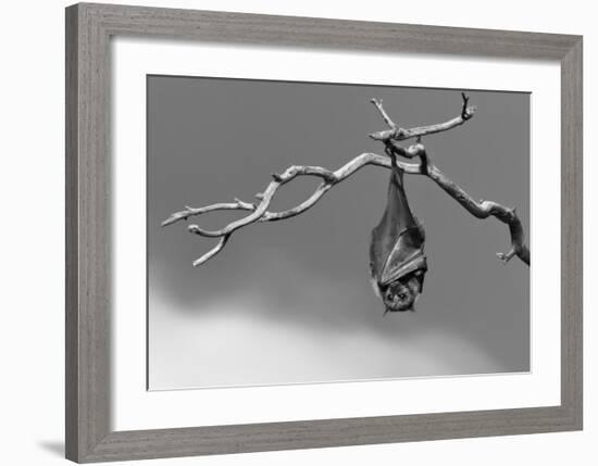 Sleepless-Tj Millar-Framed Giclee Print