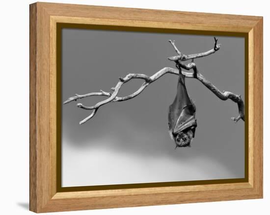 Sleepless-Tim Millar-Framed Premier Image Canvas