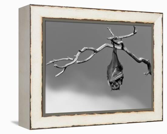 Sleepless-Tim Millar-Framed Premier Image Canvas