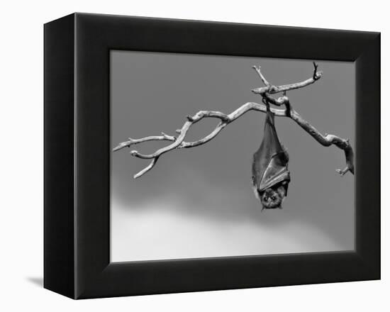 Sleepless-Tim Millar-Framed Premier Image Canvas