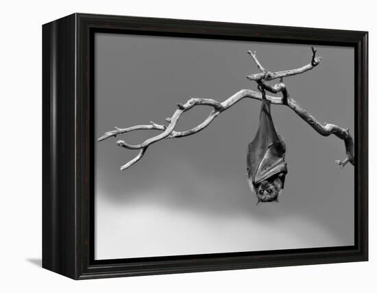 Sleepless-Tim Millar-Framed Premier Image Canvas