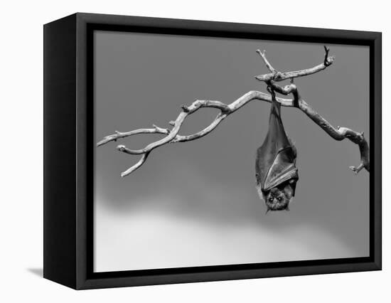 Sleepless-Tim Millar-Framed Premier Image Canvas