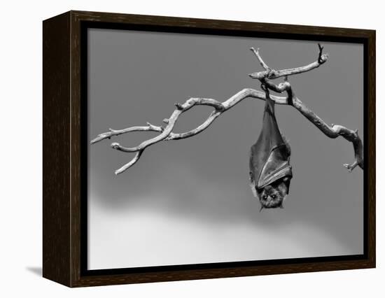 Sleepless-Tim Millar-Framed Premier Image Canvas