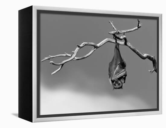 Sleepless-Tim Millar-Framed Premier Image Canvas