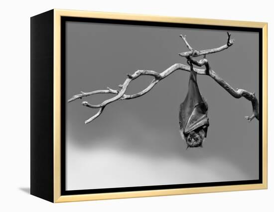 Sleepless-Tim Millar-Framed Premier Image Canvas