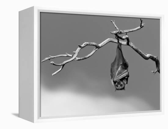 Sleepless-Tim Millar-Framed Premier Image Canvas