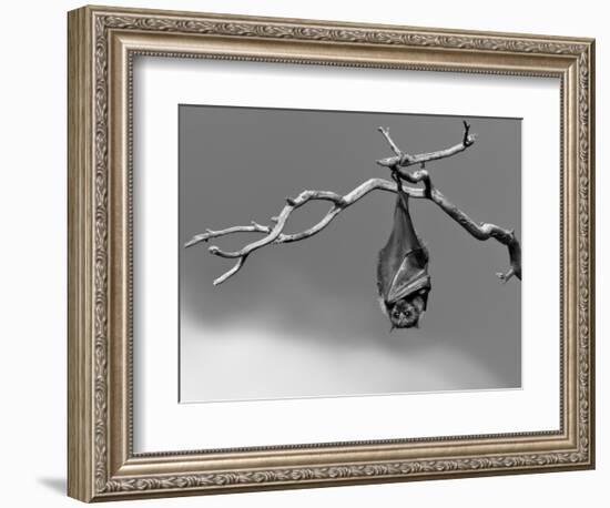 Sleepless-Tim Millar-Framed Photographic Print