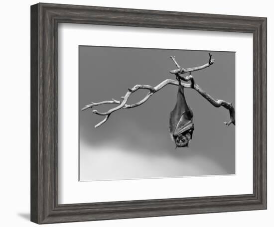 Sleepless-Tim Millar-Framed Photographic Print