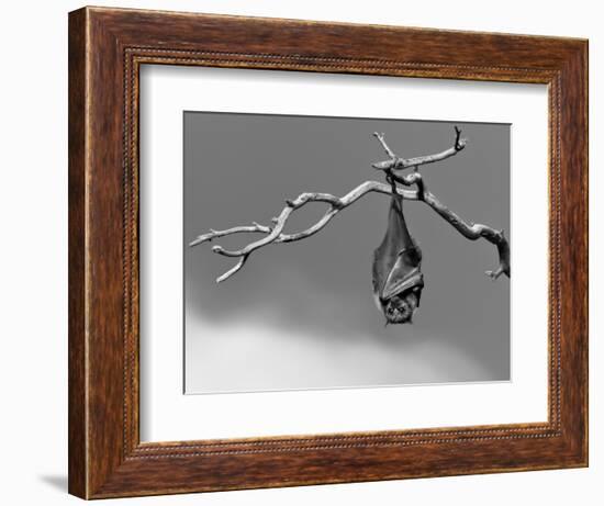 Sleepless-Tim Millar-Framed Photographic Print