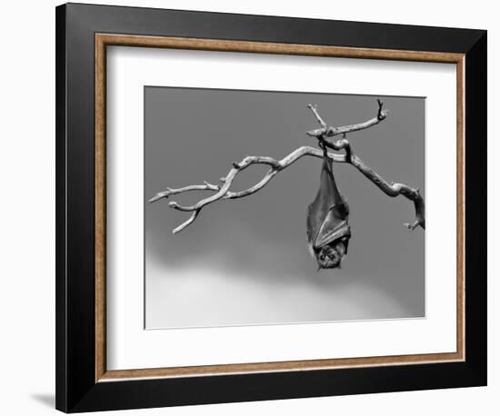 Sleepless-Tim Millar-Framed Photographic Print