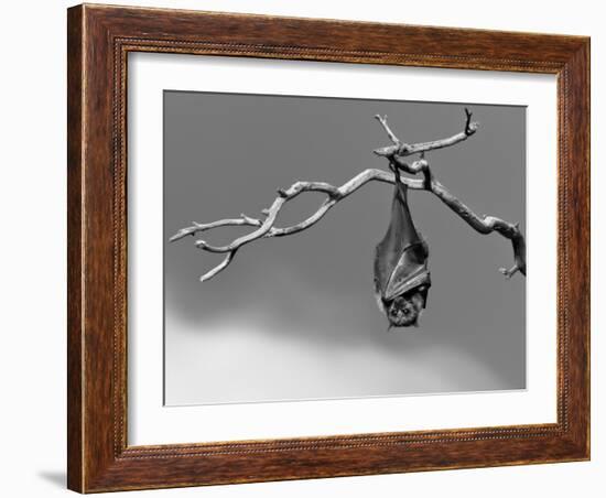 Sleepless-Tim Millar-Framed Photographic Print