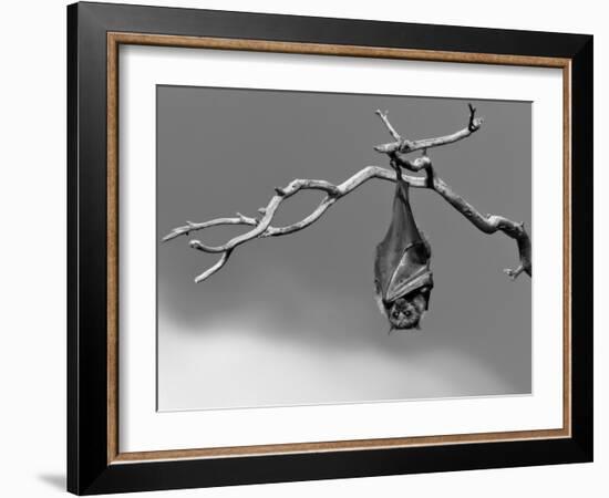 Sleepless-Tim Millar-Framed Photographic Print