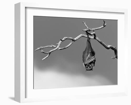 Sleepless-Tim Millar-Framed Photographic Print