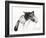 Sleepy Baby, 2013-Vincent Alexander Booth-Framed Giclee Print