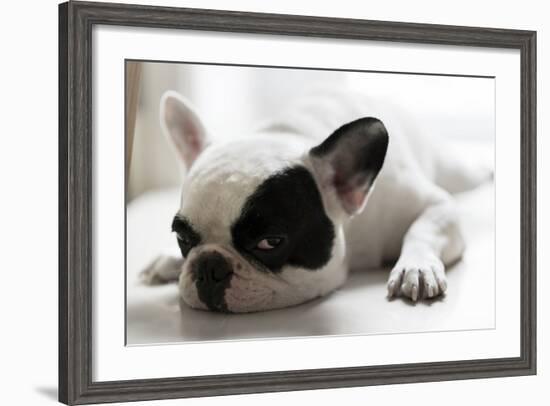 Sleepy French Bulldog-Kittibowornphatnon-Framed Photographic Print