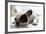 Sleepy French Bulldog-Kittibowornphatnon-Framed Photographic Print