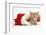 Sleepy Ginger Kitten, 5 Weeks, in a Father Christmas Hat-Mark Taylor-Framed Photographic Print