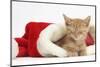 Sleepy Ginger Kitten, 5 Weeks, in a Father Christmas Hat-Mark Taylor-Mounted Photographic Print