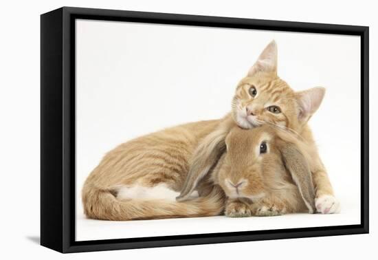 Sleepy Ginger Kitten with Sandy Lionhead-Lop Rabbit-Mark Taylor-Framed Premier Image Canvas