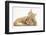 Sleepy Ginger Kitten with Sandy Lionhead-Lop Rabbit-Mark Taylor-Framed Photographic Print