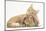 Sleepy Ginger Kitten with Sandy Lionhead-Lop Rabbit-Mark Taylor-Mounted Photographic Print