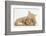 Sleepy Ginger Kitten with Sandy Lionhead-Lop Rabbit-Mark Taylor-Framed Photographic Print