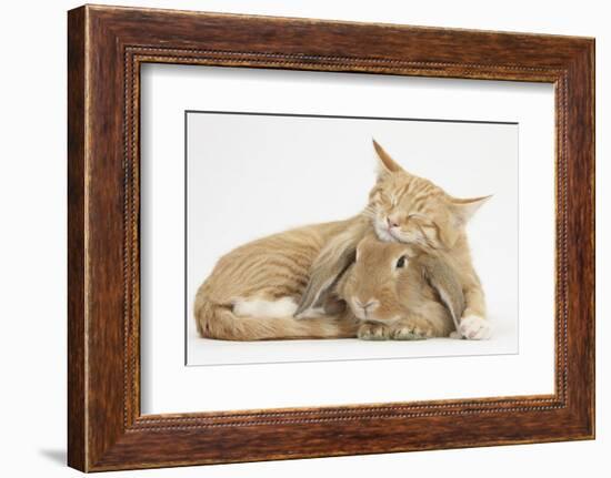 Sleepy Ginger Kitten with Sandy Lionhead-Lop Rabbit-Mark Taylor-Framed Photographic Print