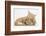 Sleepy Ginger Kitten with Sandy Lionhead-Lop Rabbit-Mark Taylor-Framed Photographic Print