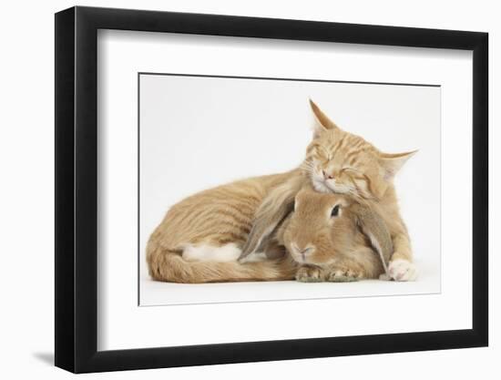 Sleepy Ginger Kitten with Sandy Lionhead-Lop Rabbit-Mark Taylor-Framed Photographic Print