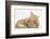 Sleepy Ginger Kitten with Sandy Lionhead-Lop Rabbit-Mark Taylor-Framed Photographic Print