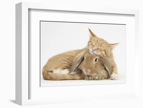 Sleepy Ginger Kitten with Sandy Lionhead-Lop Rabbit-Mark Taylor-Framed Photographic Print