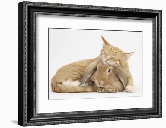 Sleepy Ginger Kitten with Sandy Lionhead-Lop Rabbit-Mark Taylor-Framed Photographic Print