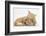 Sleepy Ginger Kitten with Sandy Lionhead-Lop Rabbit-Mark Taylor-Framed Photographic Print