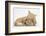 Sleepy Ginger Kitten with Sandy Lionhead-Lop Rabbit-Mark Taylor-Framed Photographic Print