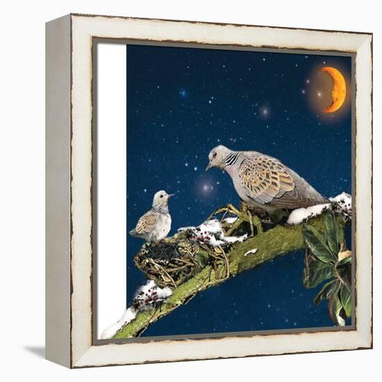 Sleepy Turtledove-Nancy Tillman-Framed Stretched Canvas