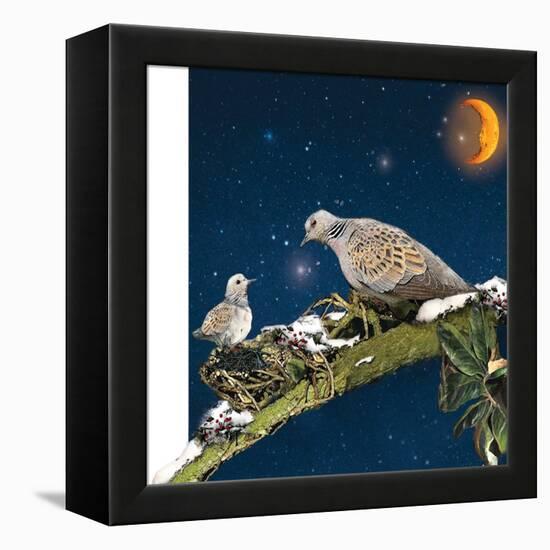 Sleepy Turtledove-Nancy Tillman-Framed Stretched Canvas