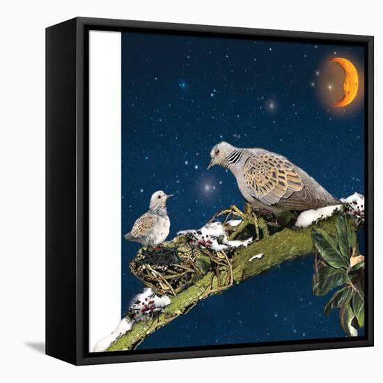 Sleepy Turtledove-Nancy Tillman-Framed Stretched Canvas