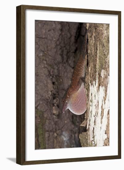 Slender Anole, Yasuni NP, Amazon Rainforest, Ecuador-Pete Oxford-Framed Photographic Print