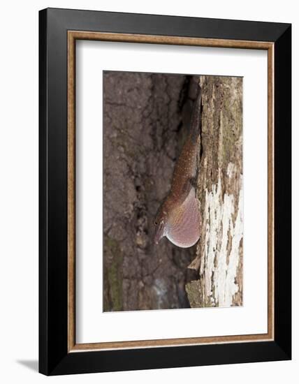 Slender Anole, Yasuni NP, Amazon Rainforest, Ecuador-Pete Oxford-Framed Photographic Print