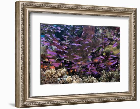 Slender Basslet School in Coral Reef (Luzonichthys Whitleyi)-Reinhard Dirscherl-Framed Photographic Print