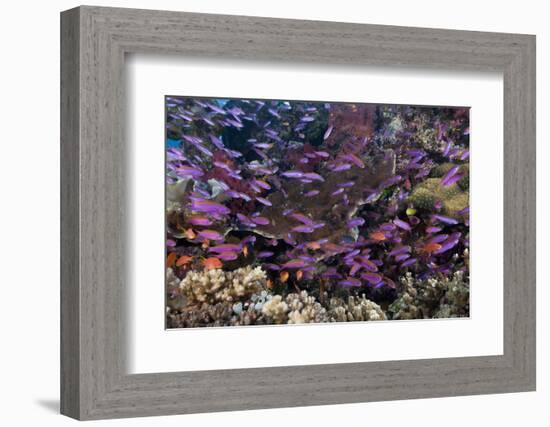 Slender Basslet School in Coral Reef (Luzonichthys Whitleyi)-Reinhard Dirscherl-Framed Photographic Print