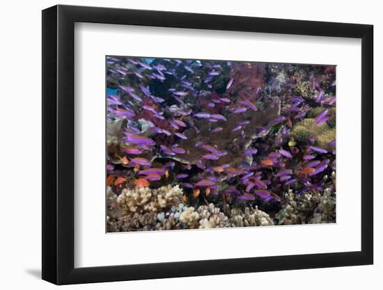 Slender Basslet School in Coral Reef (Luzonichthys Whitleyi)-Reinhard Dirscherl-Framed Photographic Print