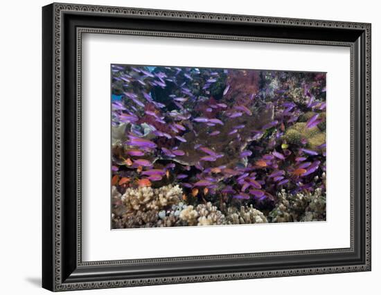 Slender Basslet School in Coral Reef (Luzonichthys Whitleyi)-Reinhard Dirscherl-Framed Photographic Print